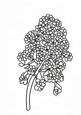 沈丁花の塗り絵