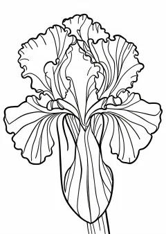 花菖蒲の塗り絵
