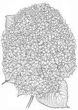 紫陽花の植物画（大人向け）