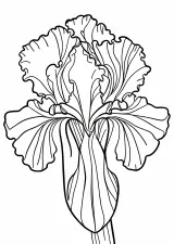 花菖蒲の塗り絵