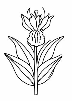 菖蒲の塗り絵
