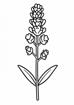 ラベンダーの塗り絵
