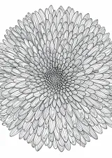 菊の植物画