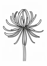 彼岸花の塗り絵