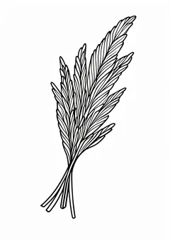 すすきの塗り絵