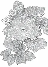 朝顔の植物画（大人向け）