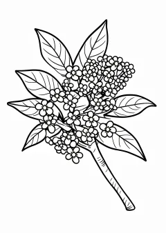 金木犀の花の塗り絵