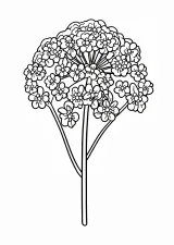 女郎花の塗り絵