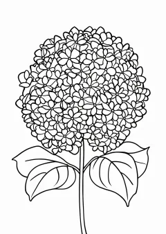 あじさいの塗り絵（簡単）
