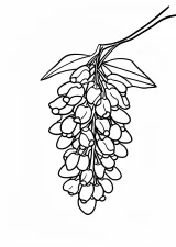 藤の花の塗り絵（高齢者向け・簡単）