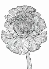カーネーションの植物画（大人向け）