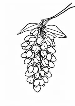 藤の花の塗り絵（高齢者向け・簡単）