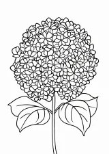 あじさいの塗り絵（簡単）