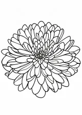 菊の塗り絵