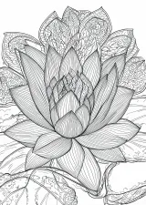 蓮の植物画（大人向け）