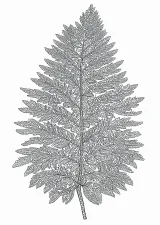 シダの植物画（大人向け）
