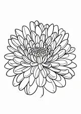 菊の塗り絵