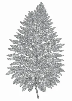シダの植物画（大人向け）