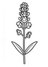 ラベンダーの塗り絵