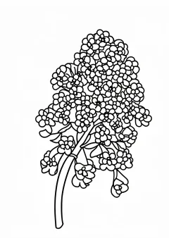 沈丁花の塗り絵