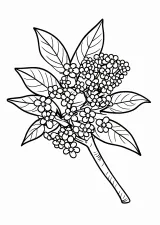 金木犀の花の塗り絵