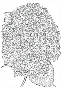 紫陽花の植物画（大人向け）