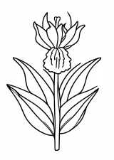 菖蒲の塗り絵